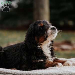 Murphy, Bernedoodle Puppy