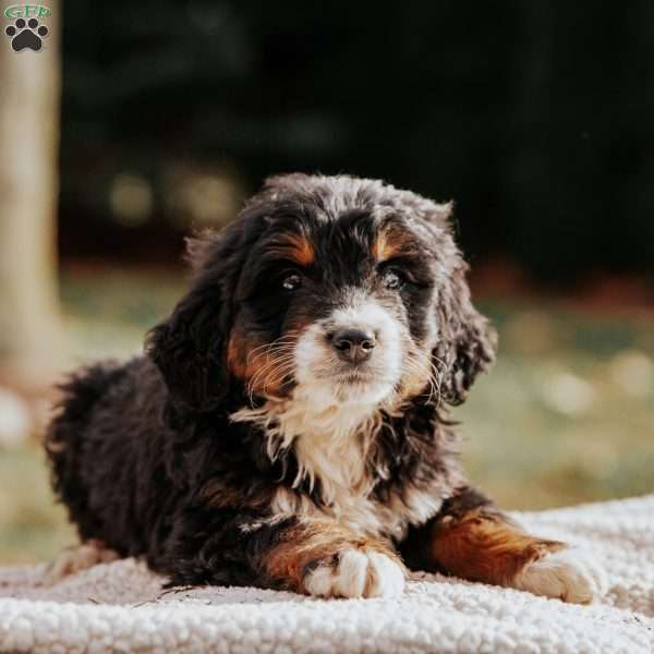 Murphy, Bernedoodle Puppy