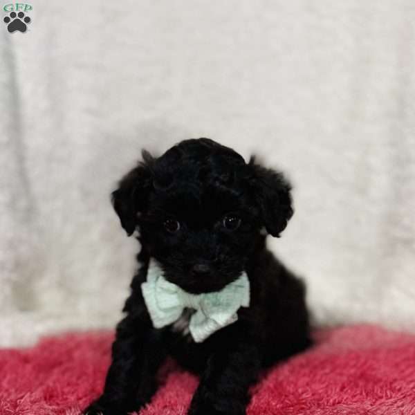 Mocha, Yorkie Poo Puppy