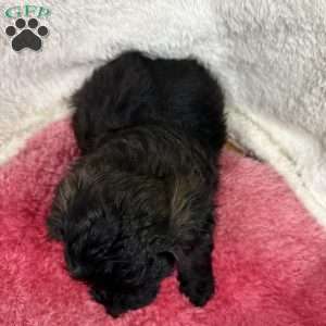 Mocha, Yorkie Poo Puppy