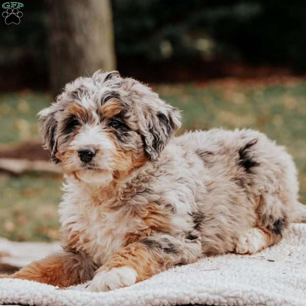 Mia, Bernedoodle Puppy