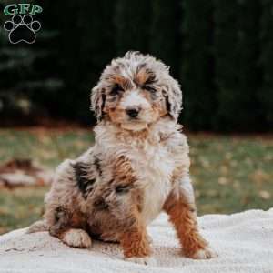 Mia, Bernedoodle Puppy