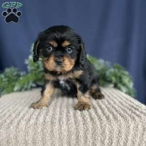 Samson, Cavalier King Charles Spaniel Puppy