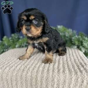 Samson, Cavalier King Charles Spaniel Puppy