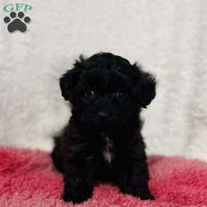 Mocha, Yorkie Poo Puppy