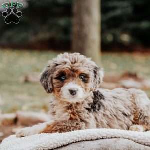 Molly, Bernedoodle Puppy