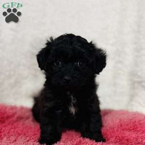 Mocha, Yorkie Poo Puppy