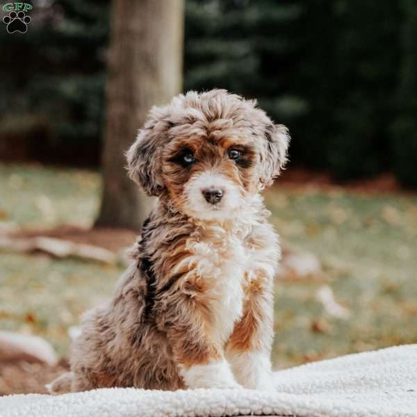 Molly, Bernedoodle Puppy