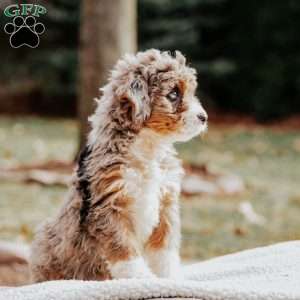 Molly, Bernedoodle Puppy