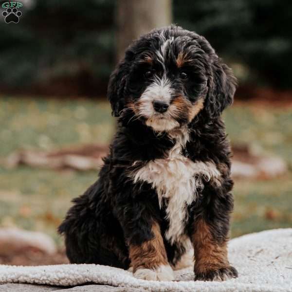 Morgan, Bernedoodle Puppy