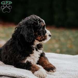 Morgan, Bernedoodle Puppy