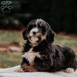 Morgan, Bernedoodle Puppy