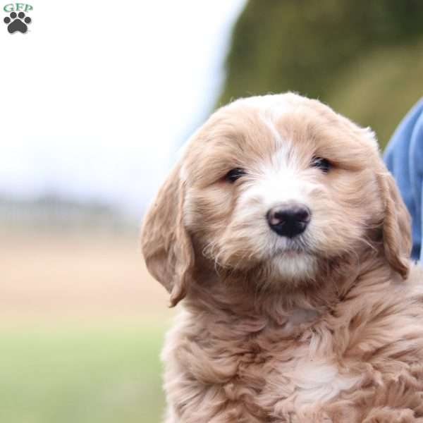 Roscoe, Goldendoodle Puppy