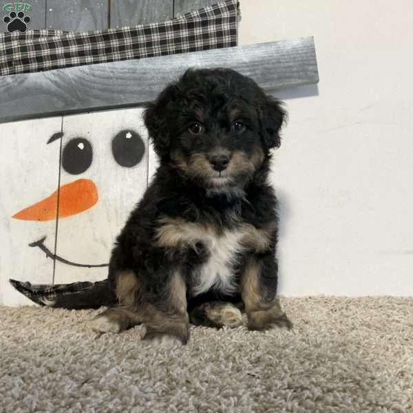 Silas, Mini Aussiedoodle Puppy