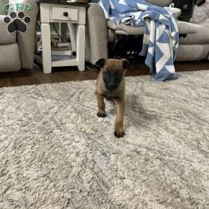 Mariah Carey, Belgian Malinois Puppy