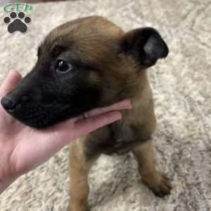 Mariah Carey, Belgian Malinois Puppy