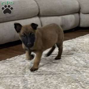 Mariah Carey, Belgian Malinois Puppy