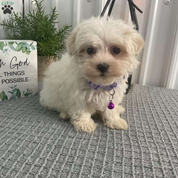 Violet, Maltipoo Puppy