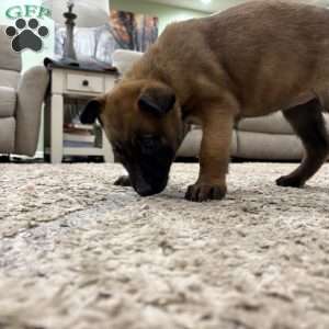 Mariah Carey, Belgian Malinois Puppy