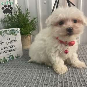 Biscuit, Maltipoo Puppy