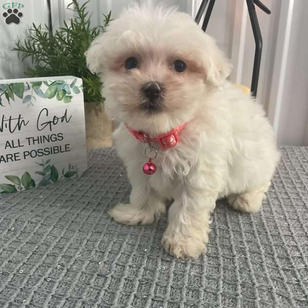 Biscuit, Maltipoo Puppy