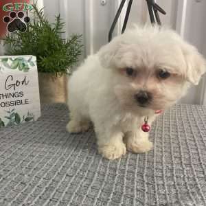 Biscuit, Maltipoo Puppy