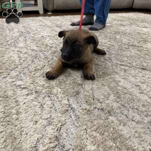 Mariah Carey, Belgian Malinois Puppy