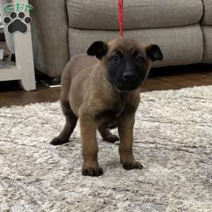 Mariah Carey, Belgian Malinois Puppy