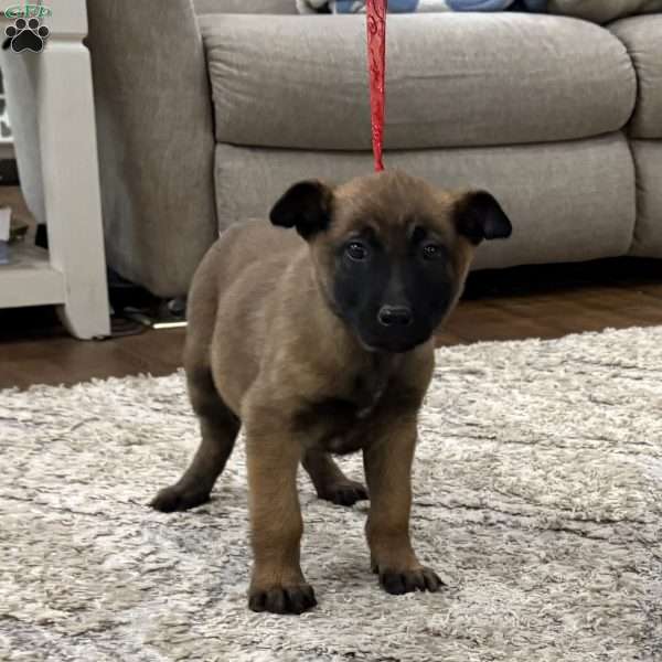 Mariah Carey, Belgian Malinois Puppy