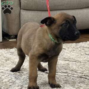 Mariah Carey, Belgian Malinois Puppy