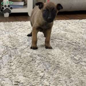 Mariah Carey, Belgian Malinois Puppy