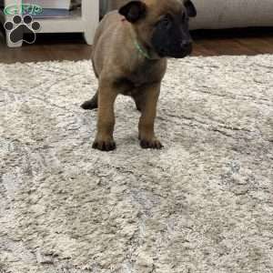 Mariah Carey, Belgian Malinois Puppy