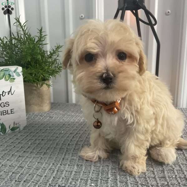 Angie, Maltipoo Puppy