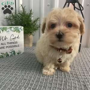 Angie, Maltipoo Puppy