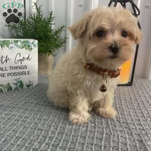 Angie, Maltipoo Puppy