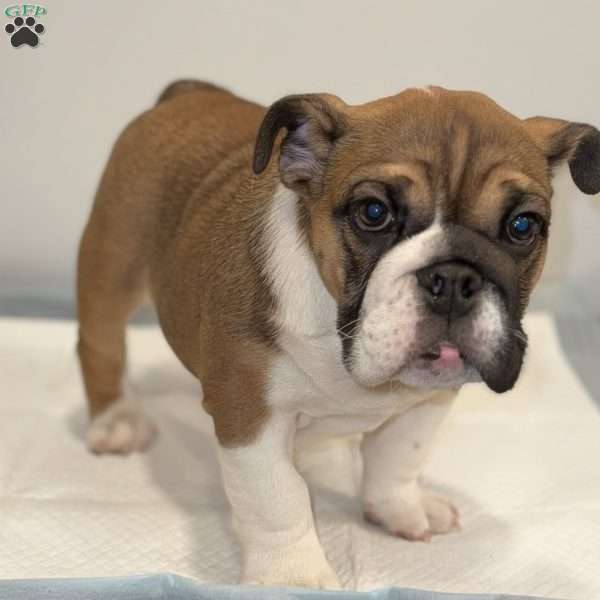 Brownie, English Bulldog Puppy