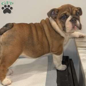 Brownie, English Bulldog Puppy