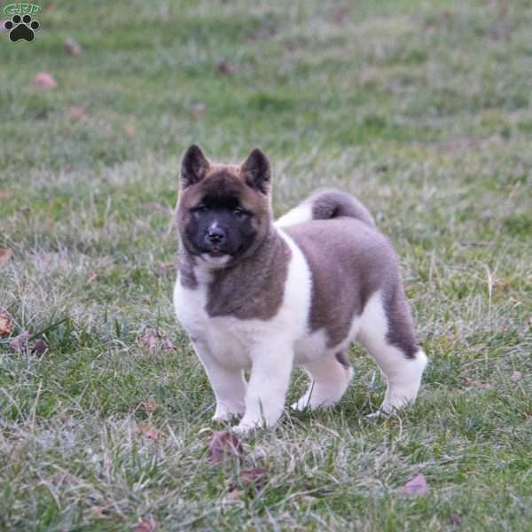 Carol, Akita Puppy