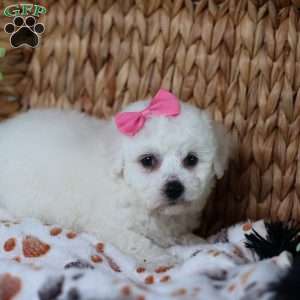 Annabelle, Bichon Frise Puppy