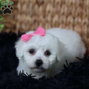 Annabelle, Bichon Frise Puppy