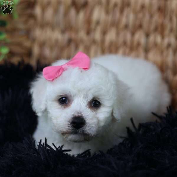 Annabelle, Bichon Frise Puppy