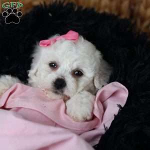 Annabelle, Bichon Frise Puppy