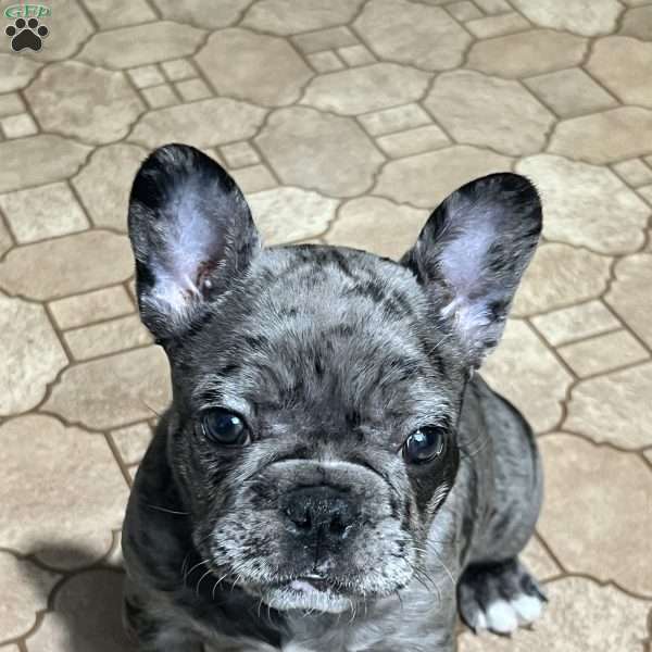 Hazel, French Bulldog Puppy