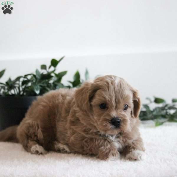 Dalton, Maltipoo Puppy