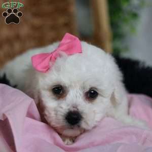 Annabelle, Bichon Frise Puppy