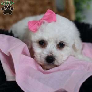 Annabelle, Bichon Frise Puppy