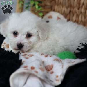 Axel, Bichon Frise Puppy