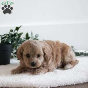 Dakota, Maltipoo Puppy