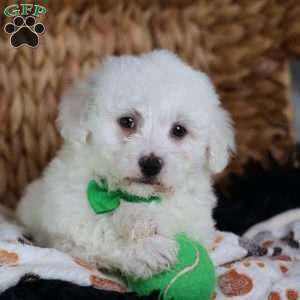 Axel, Bichon Frise Puppy