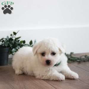 Cosmo, Bichon Frise Puppy